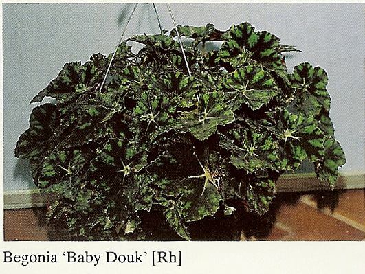 B. ‘Baby Douk’